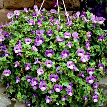 Blaumäulchen, Torenia fournieri