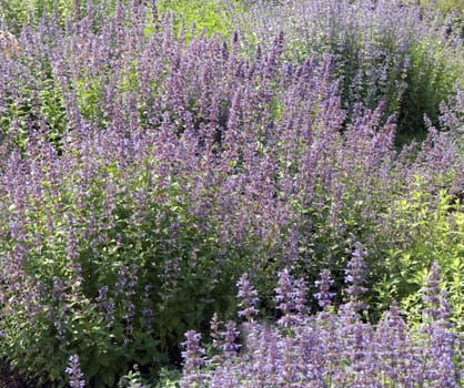 Trauben-Katzenminze  Blauminze  Nepeta racemosa