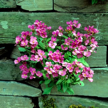 Blaukissen, Aubrieta