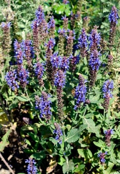 Blauminze, Katzenminze, Nepeta fassenii