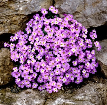 Blaukissen, Aubrieta, Steingarten, Garten, Gebirgspflanze, Blüte.