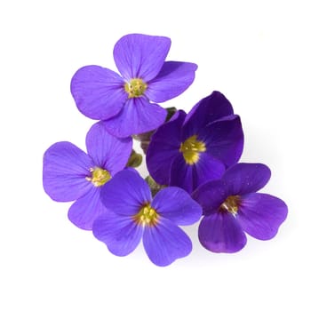 Blaukissen  Aubrieta