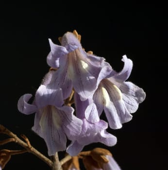 Blauglockenbaum, Paulownia, tomentosa