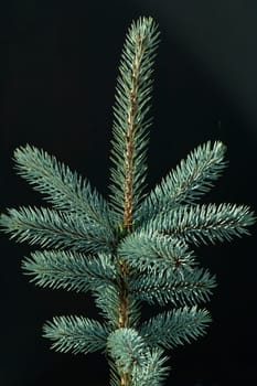 Blaufichte, Fichte, Picea, pungens, Stechfichte