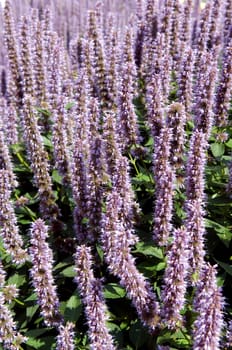 Blaunessel  Agastache rugosa, Blue Fortune