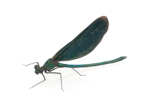 Blaufluegel-Prachtlibelle, Calopteryx virgo