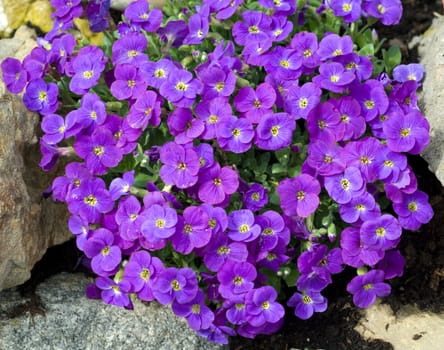 Blaukissen, Aubrieta