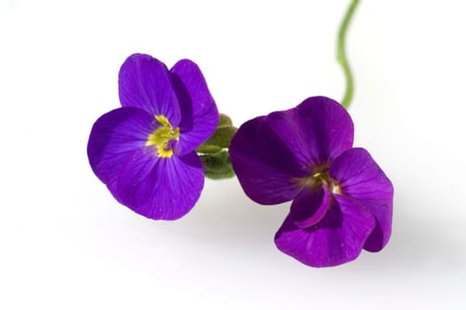 Blaukissen  Aubrieta
