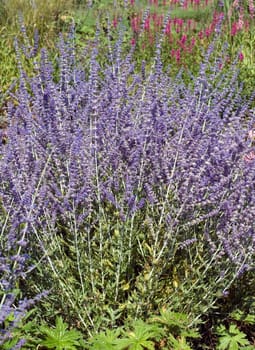 Blauraute  Perovskia abrotanoides