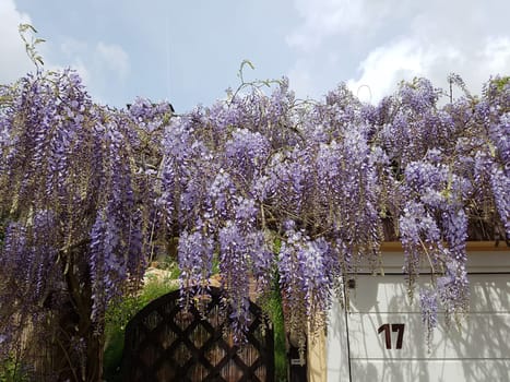 Blauregen  Wisteria, sinensis  Chinesischer  Glyzine