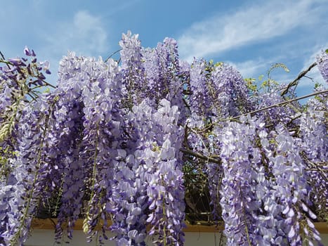 Blauregen  Wisteria, sinensis  Chinesischer  Glyzine