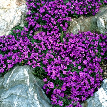 Blaukissen  Aubrieta