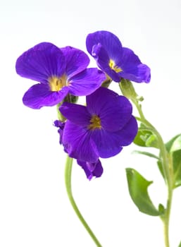 Blaukissen  Aubrieta