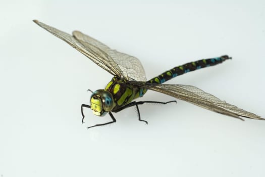 Blaugruene Mosaikjungfer, Aeshna cyanea, Raubinsekt