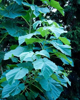 Blauglockenbaum, Paulownia tomentosa