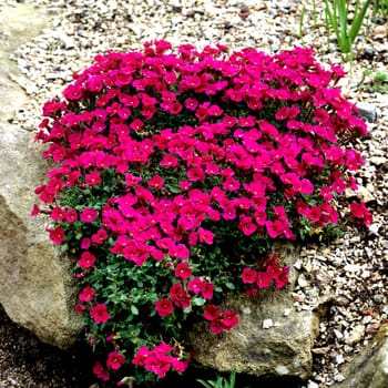 Blaukissen, Aubrieta Hybride