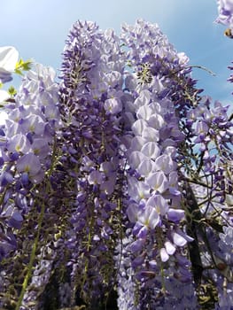 Blauregen  Wisteria, sinensis  Chinesischer  Glyzine