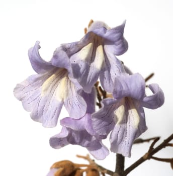 Blauglockenbaum, Paulownia, tomentosa