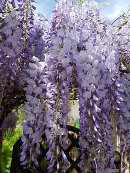 Blauregen  Wisteria, sinensis  Chinesischer  Glyzine