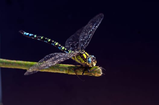 Blaugruene Mosaikjungfer, Aeshna cyanea