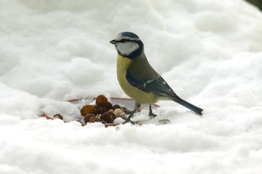 Blaumeise  Cyanistes caeruleus