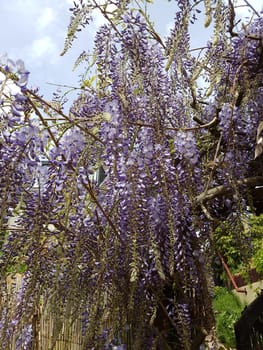 Blauregen  Wisteria, sinensis  Chinesischer  Glyzine