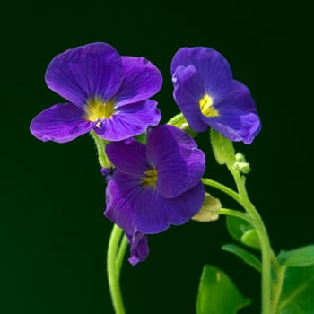 Blaukissen  Aubrieta