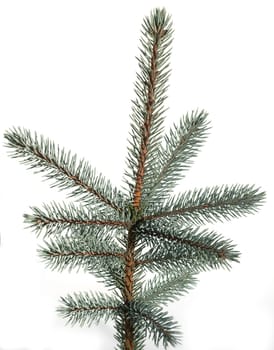 Blaufichte, Fichte, Picea, pungens, Stechfichte
