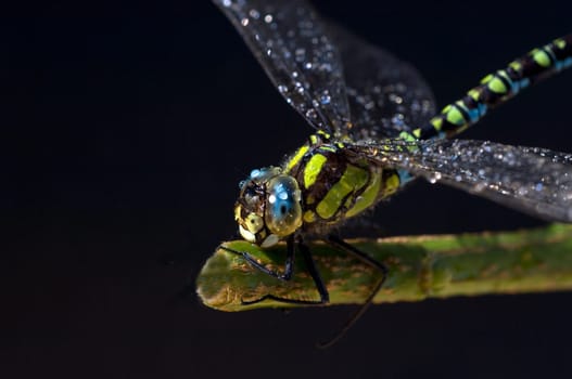 Blaugruene Mosaikjungfer, Aeshna cyanea