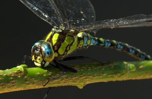 Blaugruene Mosaikjungfer, Aeshna cyanea
