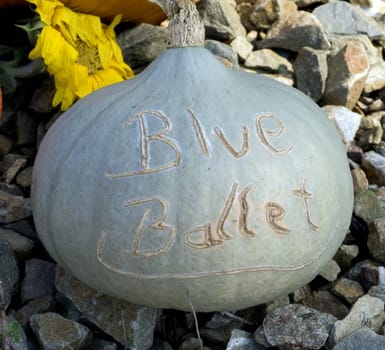 Blue Ballet F1