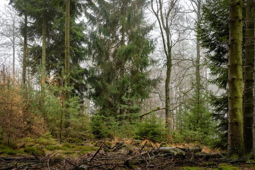 Forest in the bright fog with pines, deciduous trees and firs. Soil overgrown with moss and ferns