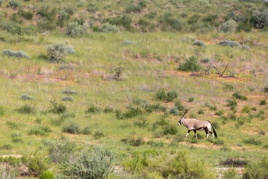 resting common Gemsbok, Oryx gazella in Kalahari, green desert with tall grass after rain season. Kgalagadi Transfrontier Park, South Africa wildlife safari