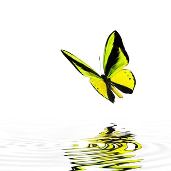 Beautiful multi-colored real butterfly flying on a white background - Photo