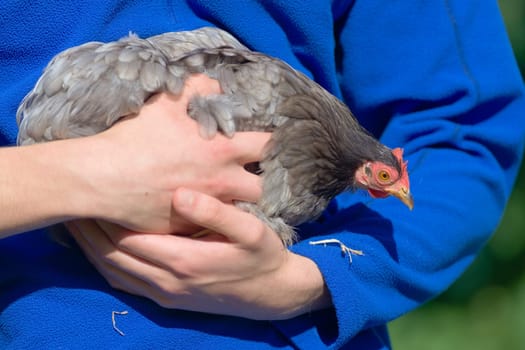 4 - Looking down from the arms of her carer the detailed red face, wattle and comb of this hen stand out against the bright blue fleece background.
