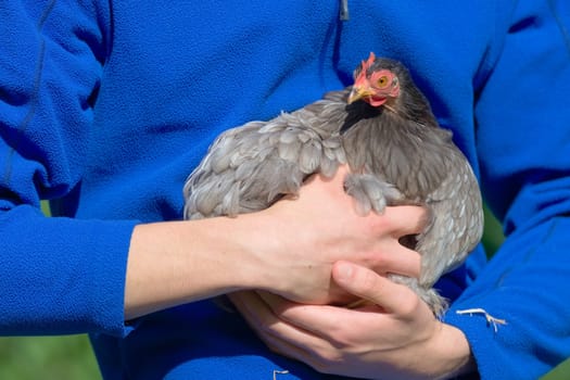 5 - Bright sun lit scene of small grey pet chicken being carried and held against a vibrant blue fleece. Young male teenager pet owner outdoors.