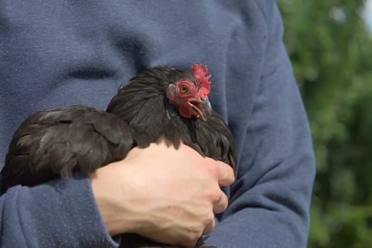 2 - Small black pekin bantam hen chicken squawks loudly as she is held in the arms of her youthful owner. Bright summer sunlight with blue jumper.