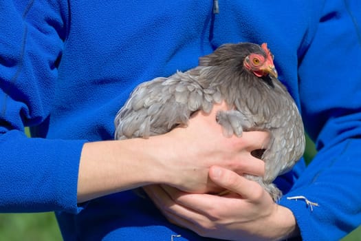 6 - Vibrant blue fleece background as young teenage man holds his pet grey pekin bantam hen chicken in his arms. Warm summer sunny daylight, outdoors.
