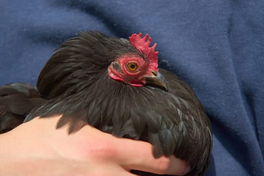 1 - Pet chicken owner holds a small black pekin bantam chicken outdoors in sunlight. Plain blue jumper background and youthful hand in the foreground