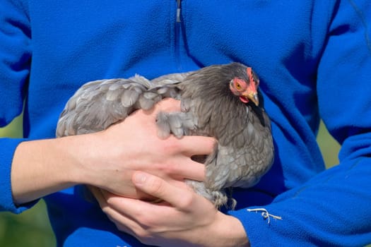 3 - Small pet hen chicken nestles into the vibrant mid blue jumper of her owner. Piece of straw on sleeve, and young hands and arms. Sunlit outdoors.