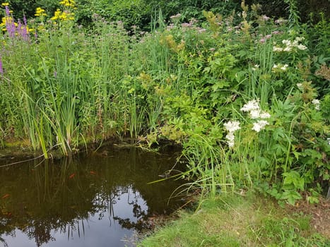 Gartenteich  Wasser  Wasserpflanzen