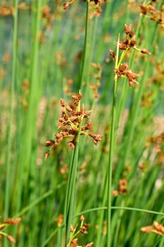 Schoenoplectus