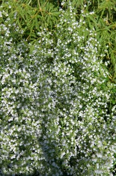Steinquendel  Bergminze