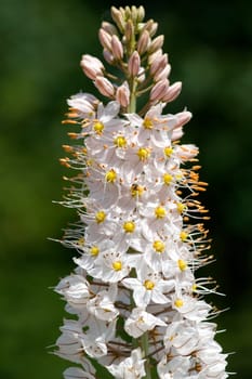 Steppenkerze  Eremurus robustus