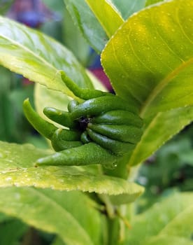 Zitronat-Zitrone, Buddhas, Hand, Citrus, medica