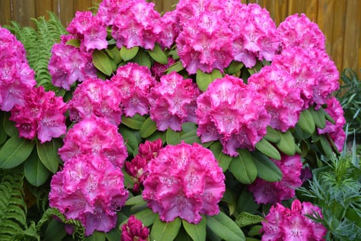 Rhododendronbluete