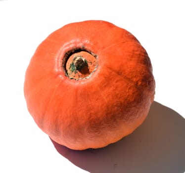 Hokkaidokuerbis, Cucurbita maxima, convar. hubbardiana, Hokkaido