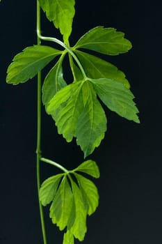 Jiaogulan  Unsterblichkeitskraut  Gynostemma pentaphyllum
