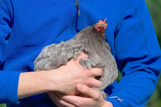 Pet pekin bantam chicken looks comical as she pulls a funny face whilst looking looking at the camera. Hen is held in the youthful arms of her carer.