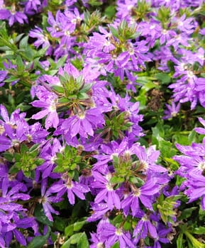 Faecherblume, Scaevola, aemula, Surdiva Blue